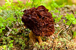 Piestrzenica kasztanowata (Gyromitra esculenta)