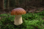 Borowik szlachetny (Boletus edulis)