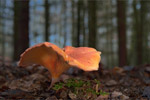 Gska siarkowa (Tricholoma sulphureum)