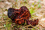 Piestrzenica kasztanowata (Gyromitra esculenta)