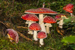 Muchomory czerwone (Amanita muscaria)