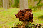 Piestrzenica kasztanowata (Gyromitra esculenta)