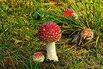 Muchomory czerwone (Amanita muscaria)