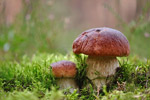 Borowik szlachetny (Boletus edulis)