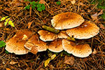 uskwiak zotawy (Pholiota aurivella)