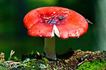 Gobek wymiotny (Russula emetica)