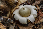 Gwiazdosz frdzelkowany (Geastrum fimbriatum)