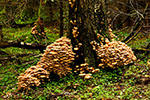 Opieki miodowa (Armillaria mellea)