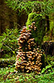 Opieki miodowa (Armillaria mellea)