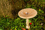 Muchomor plamisty (Amanita pantherina)