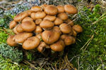 Opieki miodowa (Armillaria mellea)