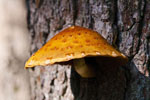 Hemwka obrzeona (Galerina marginata)