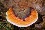 Pniarek obrzeony (Fomitopsis pinicola)