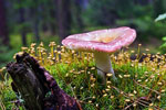 gobek merowski (Russula nobilis)