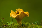 Pieprznik jadalny (Cantharellus cibarius)