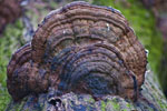 Huba pospolita (Fomes fomentarius)