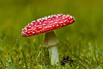 Muchomor czerwony (Amanita muscaria)