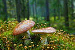 Gobek jadalny (Russula vesca)