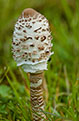 Czubajka kania (Macrolepiota procera)