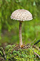 Czubajka kania (Macrolepiota procera)