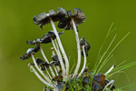 Czernidak ozdobny (Coprinus plicatilis)