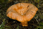 Mleczaj rydz (Lactarius deliciosus)