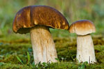 Borowiki szlachetne (Boletus edulis)