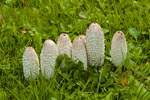 Czernidak pospolity (Coprinus atramentarius)