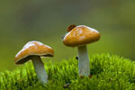 Zasonak luzowaty (Cortinarius collinitus)