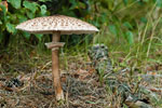 Czubajka kania (Macrolepiota procera)