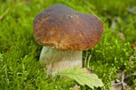 Borowik szlachetny (Boletus edulis)