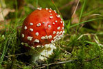 Muchomor czerwony (Amanita musearia)