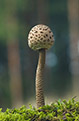 Czubajka kania (Macrolepiota procera)