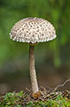 Czubajka kania (Macrolepiota procera)