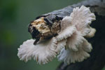 Boczniak osonowy (Pleurotus calyptratus)