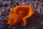 Dzieka pomaraczowa (Aleuria aurantia)