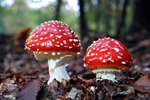 Muchomor czerwony (Amanita musearia)