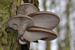 Boczniak ostrygowaty (Pleurotus ostreatus)