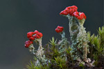 Chrobotek koralkowy (Cladonia coccifera)