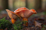 Mleczaj rydz (Lactarius deliciosus)