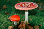 Muchomor czerwony (Amanita musearia)