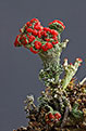Chrobotek koralkowy (Cladonia coccifera)