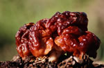 Piestrzenica kasztanowata (Gyromitra esculenta)