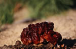 Piestrzenica kasztanowata (Gyromitra esculenta)