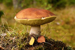 Borowik szlachetny (Boletus edulis)