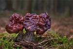 Piestrzenica kasztanowata (Gyromitra esculenta)