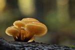 Wodnicha modrzewiowa (Hygrophorus lucorum)