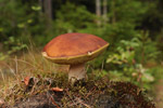 Borowik szlachetny (Boletus edulis)