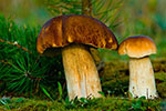 Borowiki szlachetne (Boletus edulis)