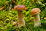 Borowiki szlachetne (Boletus edulis)